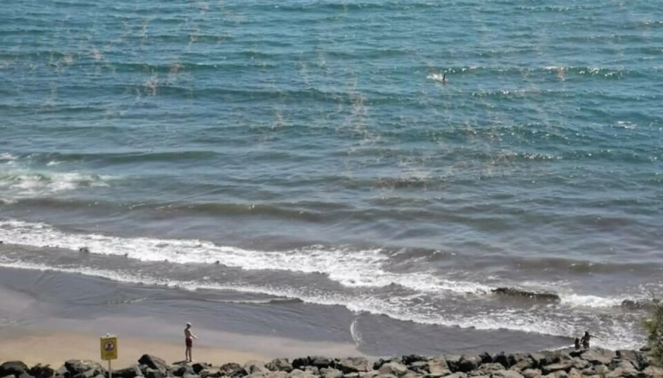 Bilde av en tidligere algeoppblomstring ved Playa del Inglés. Problemet har økt de siste årene.