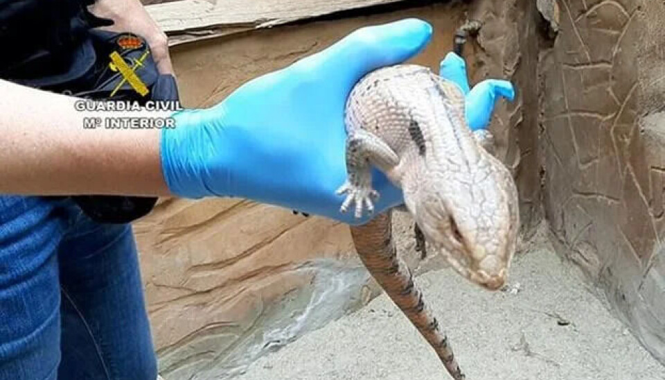 En caiman som tilhører krokodillefamilien var blant dyrene etterforskerne fant i en bolig på Gran Canaria.