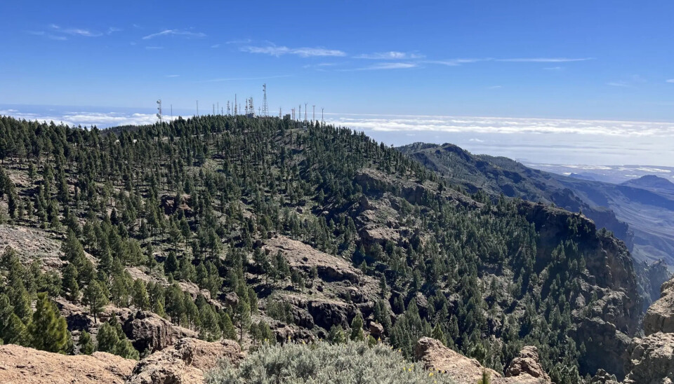 NATUR: I Norge slutter tregrensen rundt 1000 meter over havet, men på Gran Canaria starter ikke den tette skogen før du har kommet deg godt opp i landskapet.