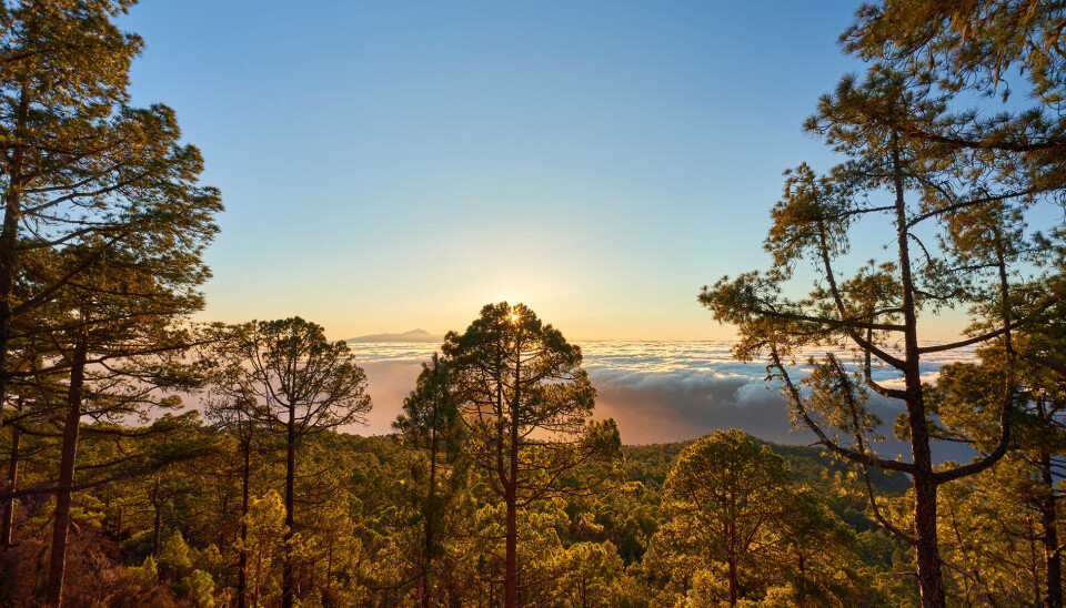 MÅ OPPLEVES: Tamadaba-skogen ligger i et beskyttet naturreservat på Gran Canaria.