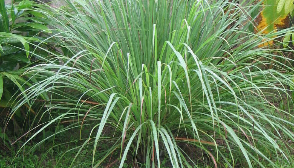 Citronella, også kjent som sitrongress, kan holde myggen på avstand.