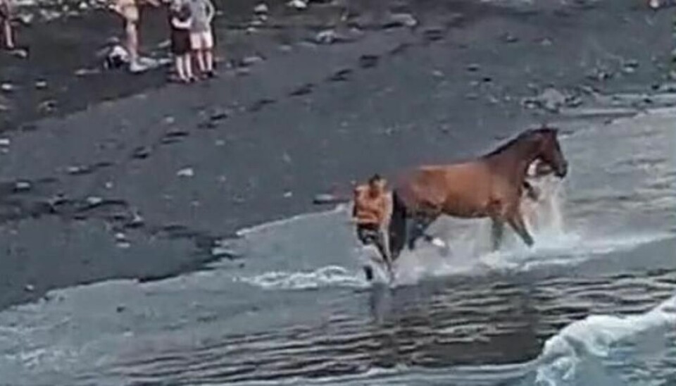 Hest ble lei av varmen.