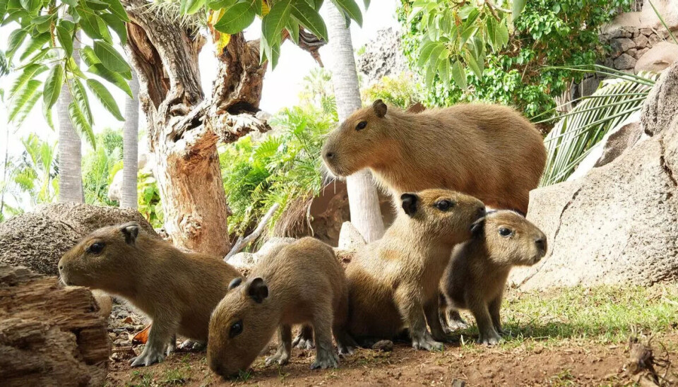 Kapybara, kapybara, kapybara, kapybaraaaaa.