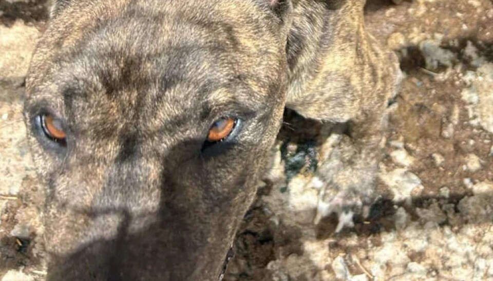 MÅTTE AVLIVES: Hunden var så skadet og avmagret at den måtte avlives.