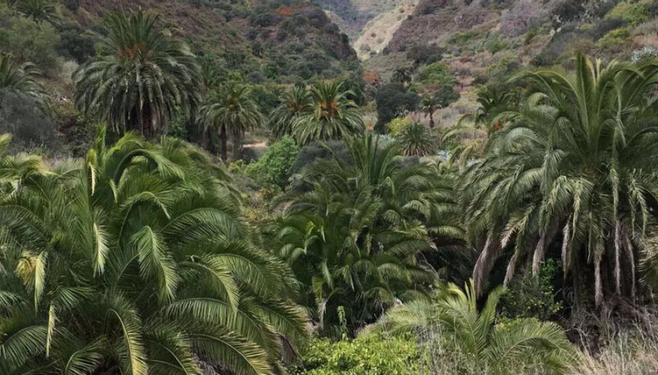 Palmeral de Hoya Bravo.
