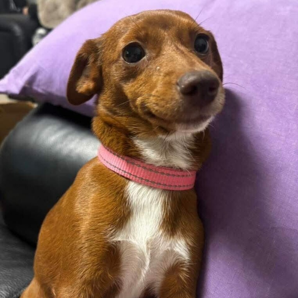 Hunden Thumbelina er funnet, men Nunan selv er fortsatt savnet, opplyser familien.