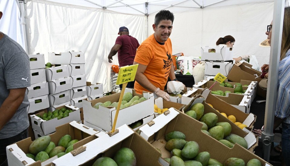 AVOKADO OG MANGO: Det er det som står i sentrum for Mogáns landbruksnæring, og det skal feires.