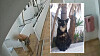 To bilder viser en katt ved en trapp og sittende foran palmer ved et ferieanlegg.